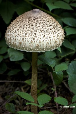 Grote parasolzwam Macrolepiota procera.JPG