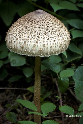 Grote parasolzwam  Macrolepiota procera.JPG