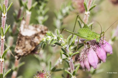 Struiksprinkhaan Leptophyes punctatissima.JPG