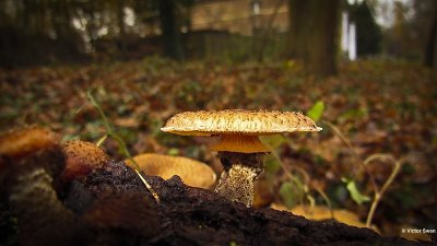 Sombere Honingzwam Armillaria ostoyae.JPG
