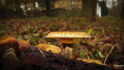 Sombere Honingzwam  Armillaria ostoyae.JPG