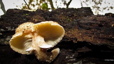 Sombere Honingzwam  Armillaria ostoyae.JPG