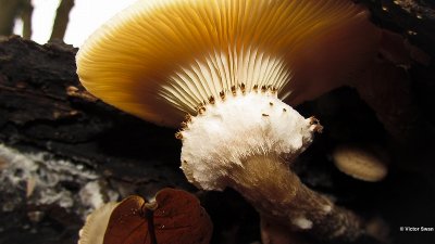 Sombere Honingzwam Armillaria ostoyae.JPG