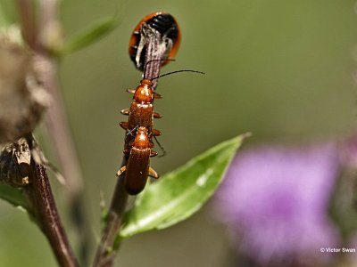 kleine rode weekschildkever Rhagonycha fulva.JPG
