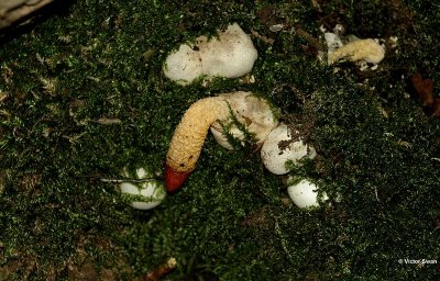Kleine stinkzwam. Mutinus caninus.JPG