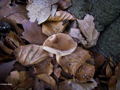 Bitterzoete melkzwam - Lactarius subdulcis .JPG