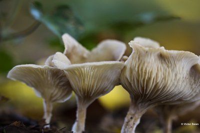 Spieringtrechterzwam - Clitocybe phaeophthalma.JPG