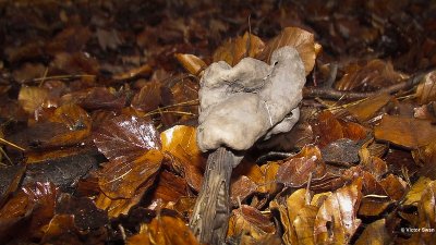 Zwarte kluifzwam - Helvella lacunosa .JPG