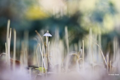 Mycena spec. tussen Draadknotszwam - Macrotyphula juncea.JPG