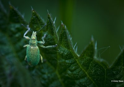 Groene Bladsnuitkever Phyllobius pomaceus .JPG