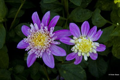 Dahlia-Siemen doorenbos.JPG