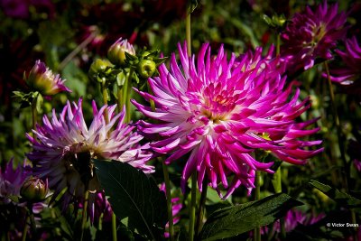 Dahlia-Dutch Explosion.JPG
