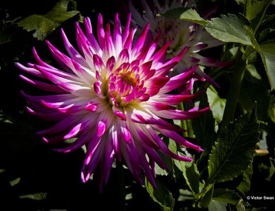 Dahlia-Dutch Explosion.jpg
