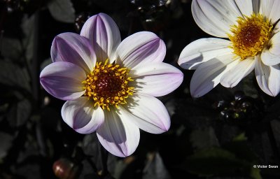 Dahlia-Happy Princess .JPG