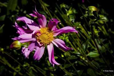 Dahlia-Frizzle sizzle.JPG