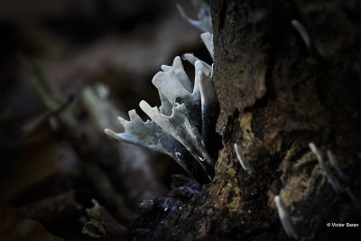 Geweizwam - Xylaria hypoxylon.JPG