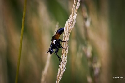 Cylindromyia spec .JPG