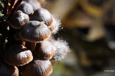 Grote bloedsteelmycena - Mycena haematopus.JPG