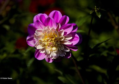 Dahlia-Bora Bora.JPG