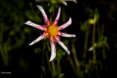 Dahlia-Honka Fragile.JPG