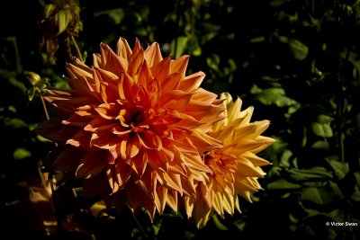 Dahlia-Holmberg.JPG
