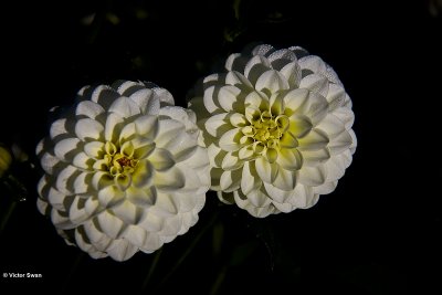 Dahlia-White Aster.JPG