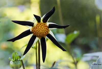 Dahlia-Verrone's Obsidian.JPG