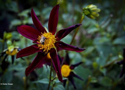 Dahlia-Verrone's Obsidian.JPG