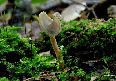 Schotelkluifzwam -Helvella macropus .JPG