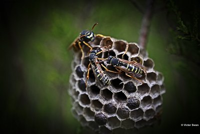 Bergveldwesp - Polistes biglumis .JPG
