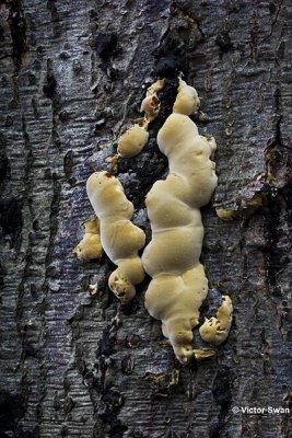 Viltige vuurzwam. Phellinus torulosus.JPG