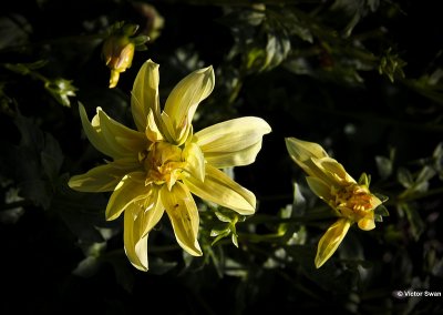 Dahlia-Giraffe.JPG