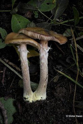 Knolhoningzwam   Armillaria lutea.JPG