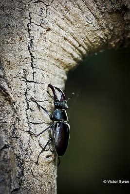 Vliegend hert Lucanus cervus.JPG