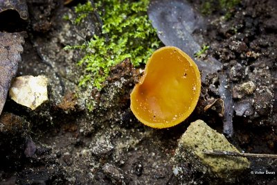 Grote oranje bekerzwam  Aleuria aurantia .JPG