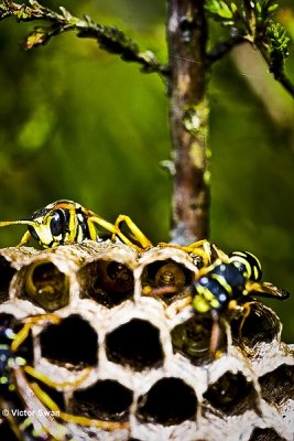 Bergveldwesp - Polistes biglumis.JPG