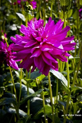 Dahlia-Dark Diamond.JPG