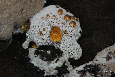 Toefige labyrintzwam Abortiporus biennis.JPG