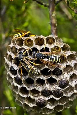 Bergveldwesp - Polistes biglumis.JPG