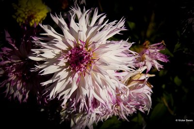 Dahlia-Procyon .JPG