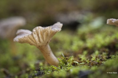 Bleke veldtrechterzwam Clitocybe agrestis.JPG