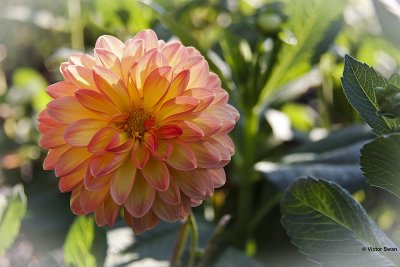 Dahlia-Key west .JPG