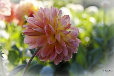 Dahlia-Key west.JPG