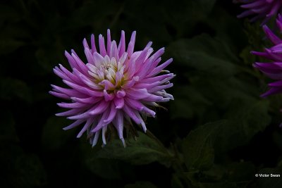 Dahlia-Momentum.JPG