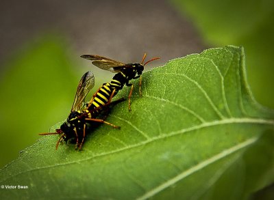 Helmkruidbladwesp Tenthredo scrophulariae.JPG