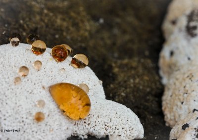 Toefige labyrintzwam Abortiporus biennis.JPG