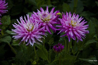 Dahlia-Momentum.JPG