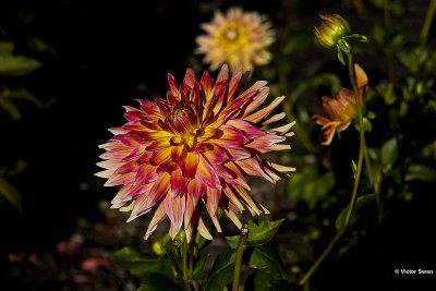Dahlia-Andries Wonder .JPG