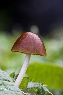 Oranjerode stropharia  Leratiomyces ceres.JPG