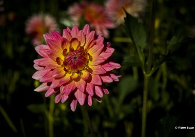 Dahlia- Bellelaine .JPG